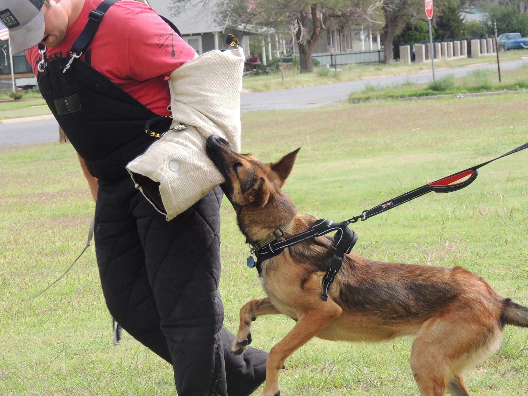 A German Shepherd working K9 during controlled bite-training with a padded sleeve