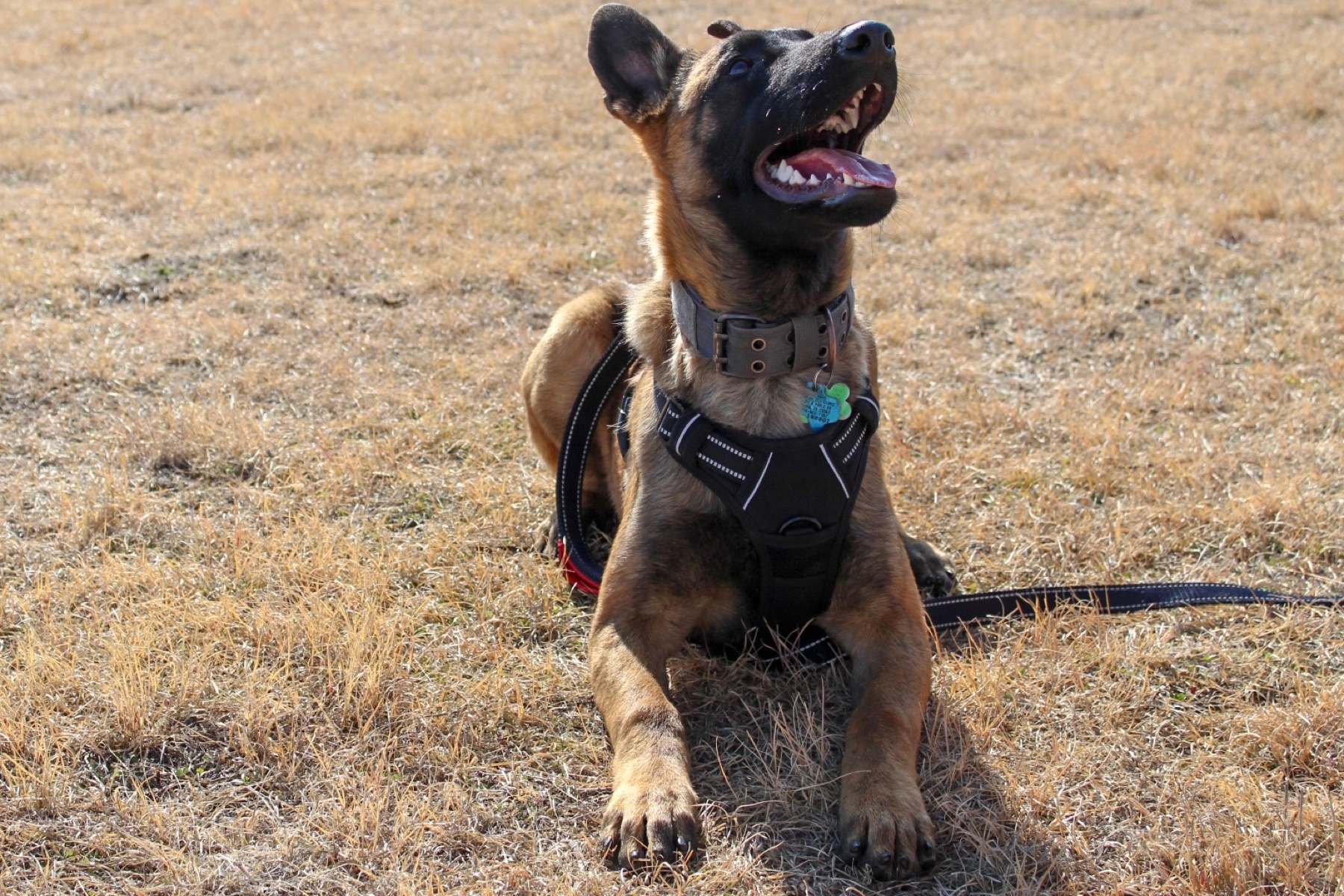A working Belgian Malinois during a training session