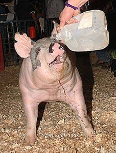 A show pig being bottle-fed during its daily care